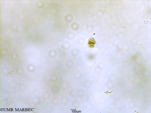 phyto/Scattered_Islands/all/COMMA April 2011/Oxytoxum laticeps (ancien Heterocapsa rotundata -ancien Oxytoxum sp3 cf laticeps-Corythodinium sp3-3)(copy).jpg